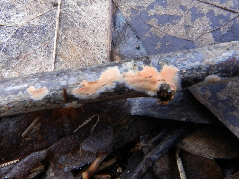 Crosta rosa-arancio (Peniophora incarnata)